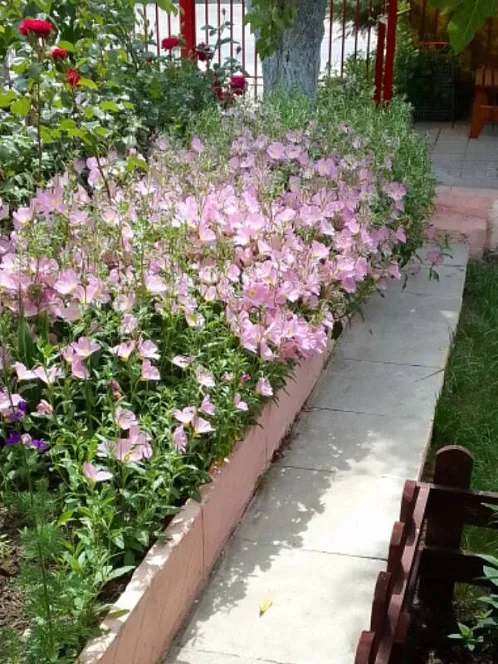 "Янис" гостевой дом, Витязево Фото: 10 из 51