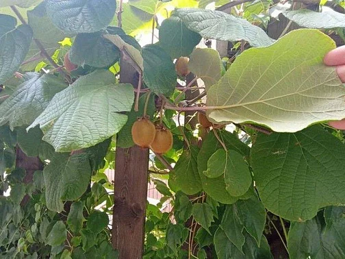 "Людмила" гостевой дом, Ольгинка Фото: 13 из 41