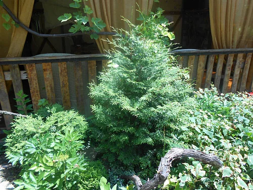 "Магнолия" частный сектор, Архипо-Осиповка Фото: 25 из 45