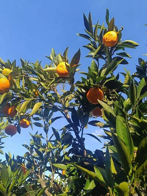 "У Вадима" гостевой дом, Агудзера Фото: 8 из 23