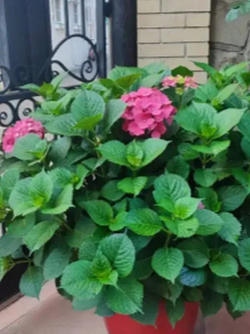 "Карина" гостевой дом, Адлер Фото: 24 из 51