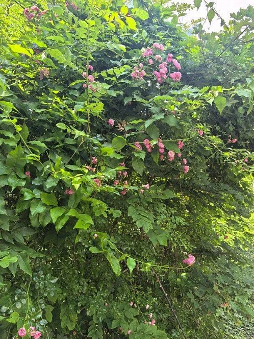 "Олимп" база отдыха, Бжид Фото: 3 из 35