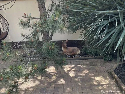 "Посейдон" гостевой дом, Ольгинка Фото: 14 из 52