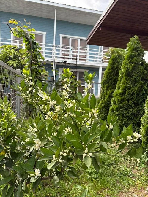 "Ранчо ЭлиВэл" гостевой дом, Лдзаа Фото: 15 из 50