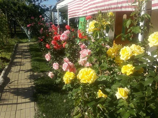 "Роза" гостевой дом, Пересыпь Фото: 16 из 31