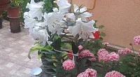 Частный сектор Цветочная 48/2 в Адлере, Адлер