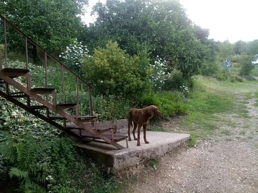 "У Гагарина" частный сектор, Пицунда Фото: 33 из 40