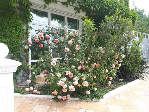 "Домик в Гаспре" гостевой дом, Ялта Фото: 13 из 46