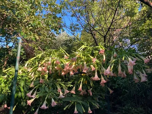 "Карина" гостевой дом, Адлер Фото: 20 из 51