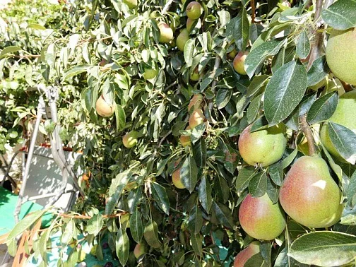 Частный сектор ул. Курортная, Голубицкая Фото: 10 из 44