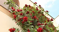 "Casablanca" гостиница, Межводное