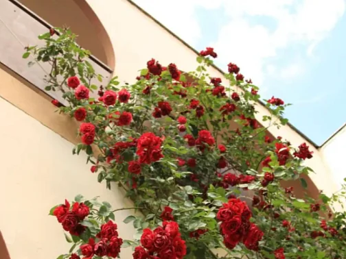 "Casablanca" гостиница, Межводное Фото: 4 из 41