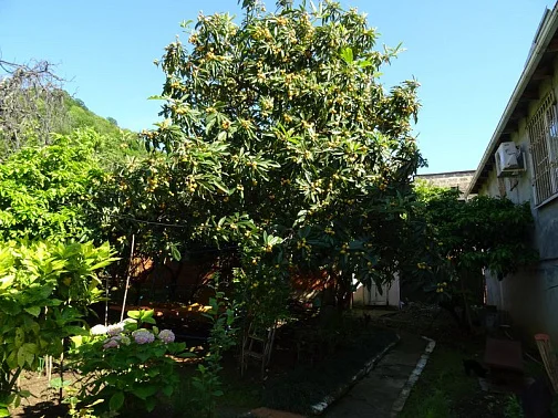 Частный сектор Кабардинская 5-й тупик 4, Гагра Фото: 5 из 33