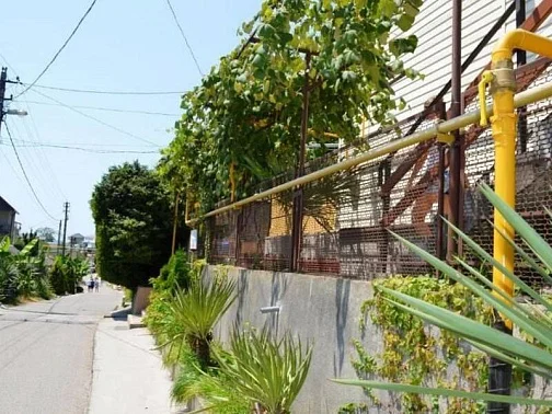 "Галина" гостевой дом, Солоники Фото: 2 из 4