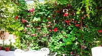 "Цветущий сад" частный сектор, Анапа
