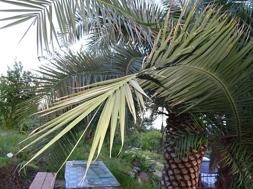 "Дом среди пальм" частный сектор, Приморское Фото: 4 из 29