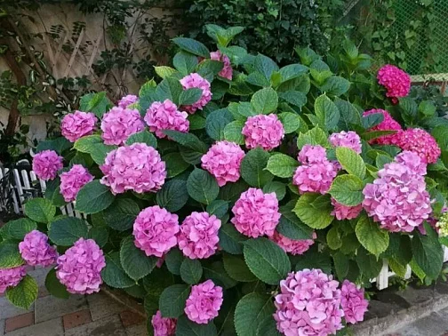 "Карина" гостевой дом, Адлер Фото: 25 из 51