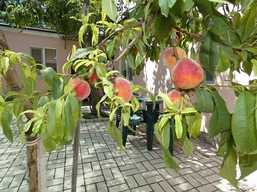 4х-комнатный дом под-ключ Нахимова 100, Феодосия Фото: 2 из 35