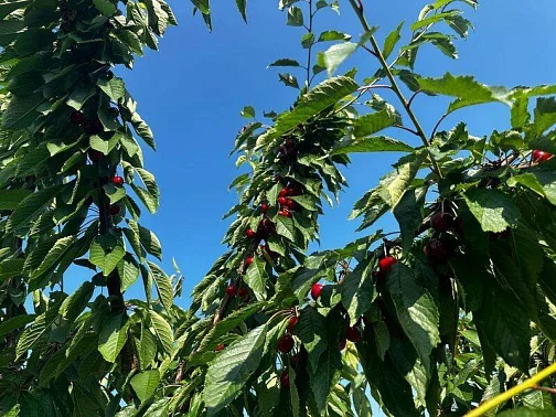 "Домик у моря Экзотик-Эльвар" гостевой дом, Благовещенская Фото: 24 из 27