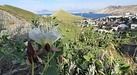 "Ошале" гостевой дом, Орджоникидзе