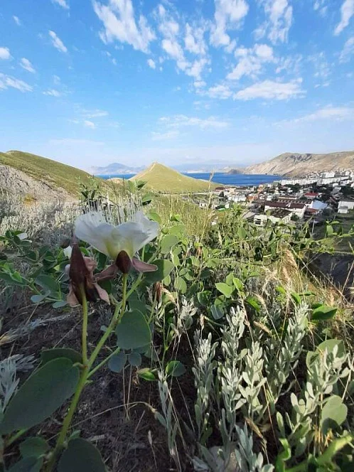 "Ошале" гостевой дом, Орджоникидзе Фото: 6 из 48