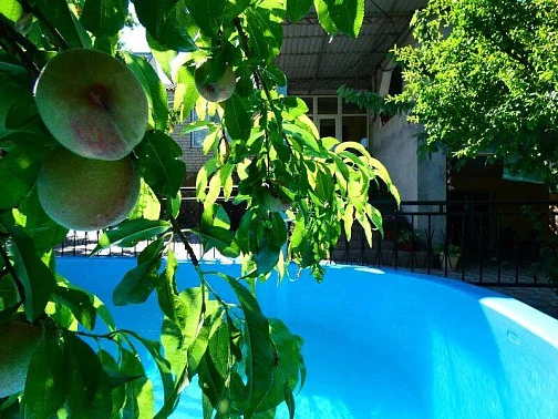 "Зеленый дворик Гульсум" гостевой дом, Морское Фото: 5 из 52