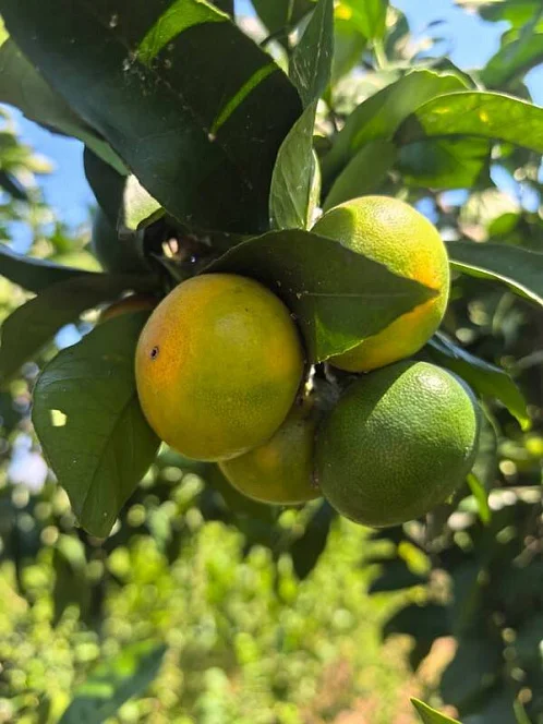 "Мария" база отдыха, Агудзера Фото: 19 из 28