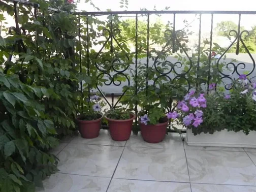 "Лагрейн" гостевой дом, Геленджик Фото: 7 из 51