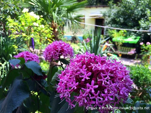 "Домики в цветущем саду" частный сектор, Симеиз Фото: 7 из 45