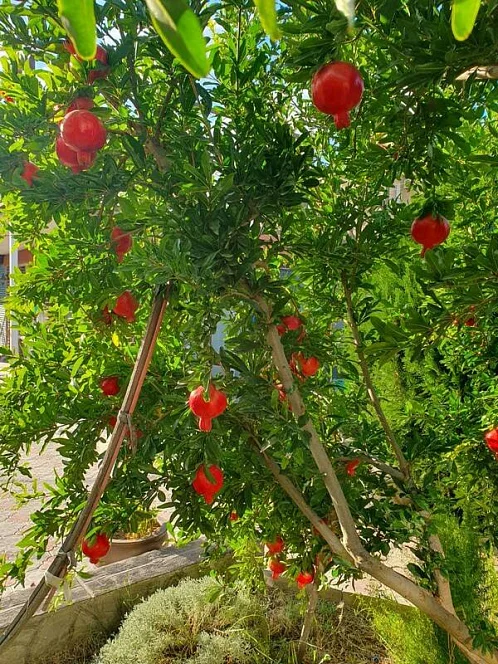 4х-комнатный дом под-ключ Уютная 122, Заозерное Фото: 3 из 11