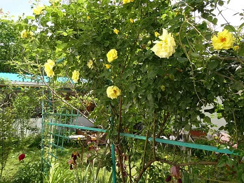 "Гостевые Домики У Светланы Зеленый Дворик" частный сектор, Сукко Фото: 9 из 34