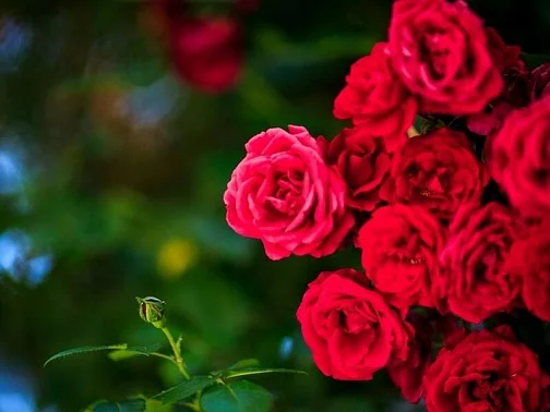 "Панорама" гостевой дом, Дивноморское Фото: 19 из 51