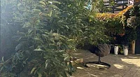 "Нана" частное домовладение, Лазаревское