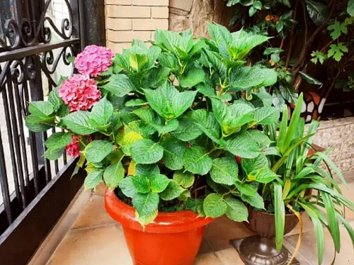 "Карина" гостевой дом, Адлер Фото: 21 из 51