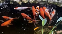 "Парус" частный сектор, Севастополь