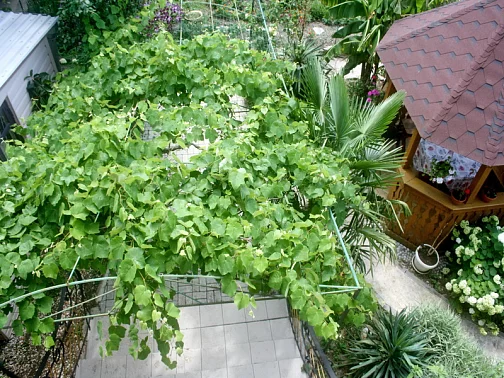 "На Паустовского" частный сектор, Симеиз Фото: 5 из 51