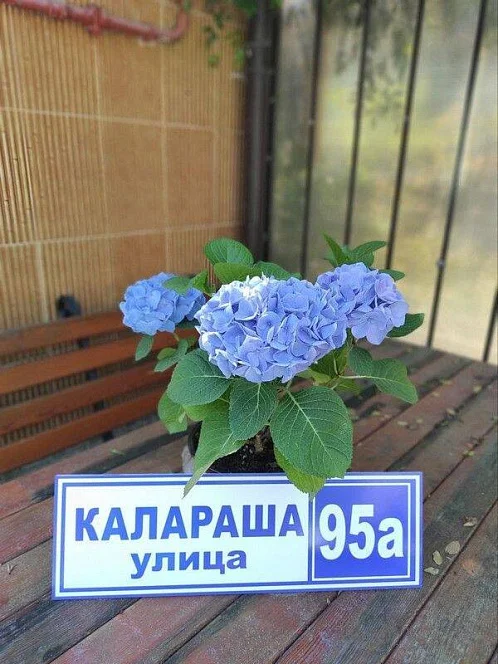 "S&S" частное домовладение, Лазаревское Фото: 2 из 49