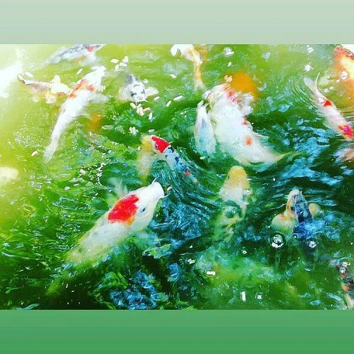 Частный сектор пер. Борохова, Джубга Фото: 9 из 39