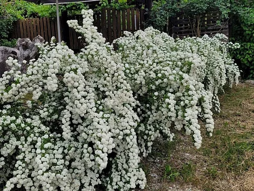 "Персиковый сад" частный сектор, Береговое Фото: 7 из 51
