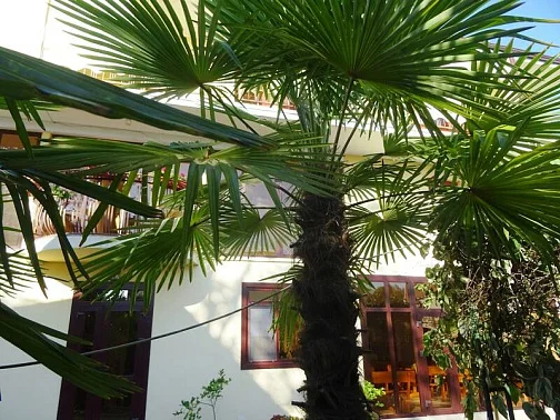 "Пальма" гостевой дом, Сочи Фото: 4 из 43