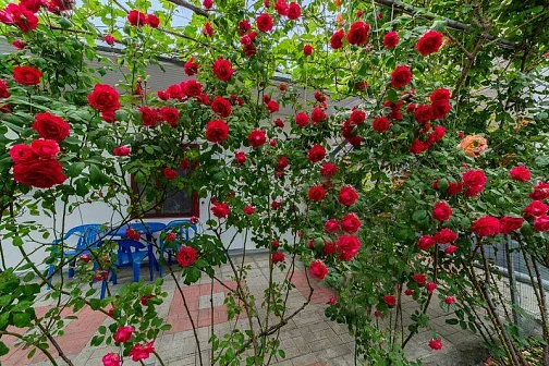 "Малый исток" мини-гостиница, Анапа Фото: 5 из 39