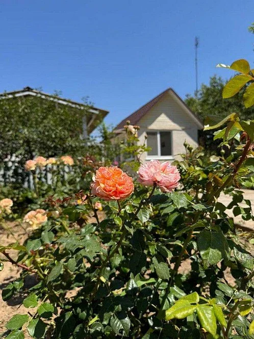 "Крымская роза" частный сектор, Поповка Фото: 2 из 51