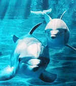 "Домик Дельфины 2х-комнатный" 5-местный