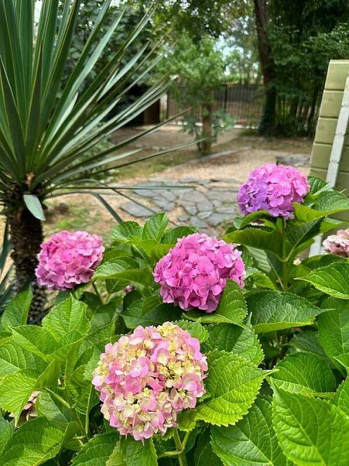 "Багатель" мини-гостиница, Гагра Фото: 9 из 36