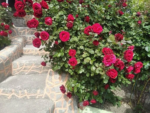 Дом под-ключ Севастопольское шоссе 54, Алупка Фото: 5 из 16