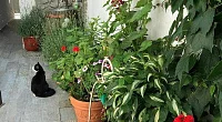 "Оскар" частный сектор, Адлер