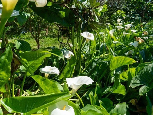 "Мэри" гостиница, Новый Афон Фото: 25 из 51