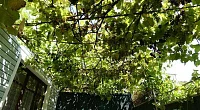 "Камелия" гостевой дом, Ольгинка
