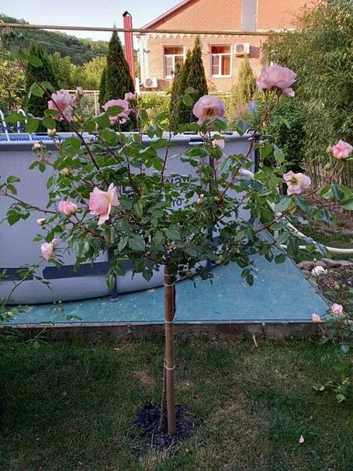 Дом под-ключ Магистральная 8, Абрау-Дюрсо Фото: 14 из 35