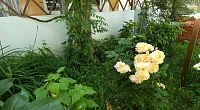 "У Светланы Зеленый Дворик" частный сектор, Сукко
